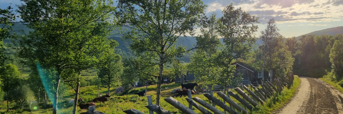 Midtre Gauldal kommune